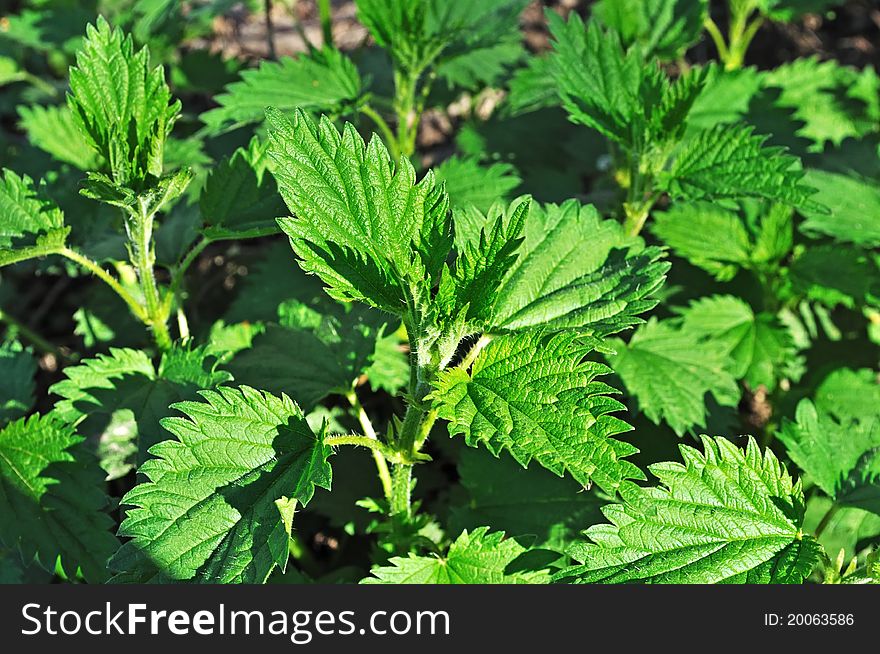 New green nettle leaves, spring time. New green nettle leaves, spring time