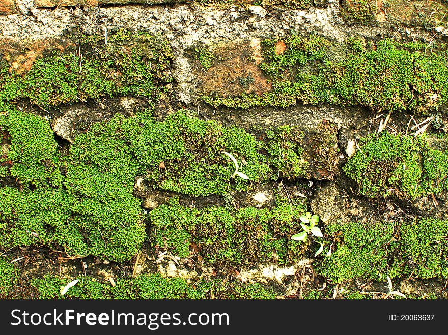 Moss growing on the brick