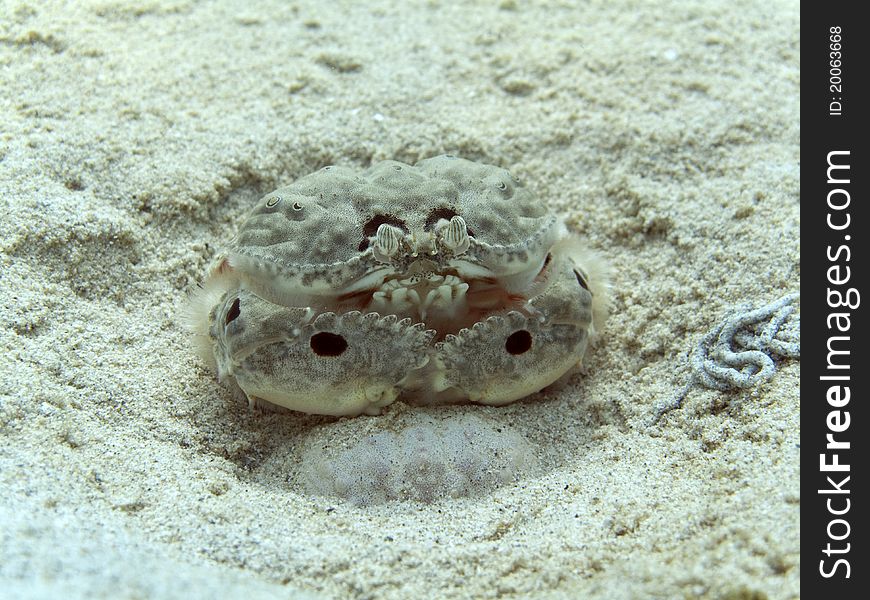 Box Crab - Calappa philargius Marine Life Tropical