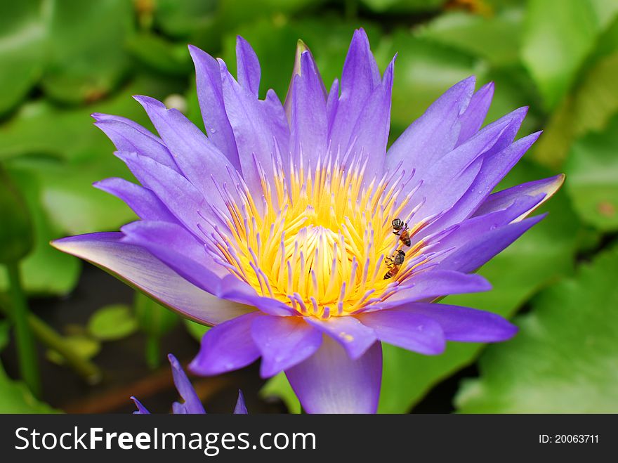 The purple beutiful lotus in the water. The purple beutiful lotus in the water