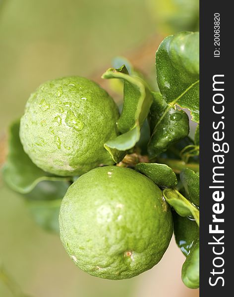 Green Kaffir Limes