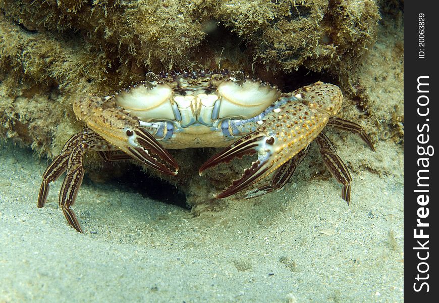 Reef Crab - Callinectes sp. marine life tropical