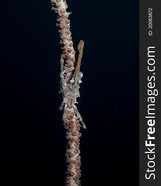 Xeno Crab - Xenocarcinus tuberculatus marine life tropical