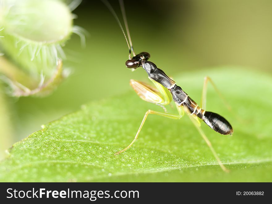 Approximately about 12mm, this young insect is facing a sprig of Basil flowers, waving its feelers furiously. Approximately about 12mm, this young insect is facing a sprig of Basil flowers, waving its feelers furiously