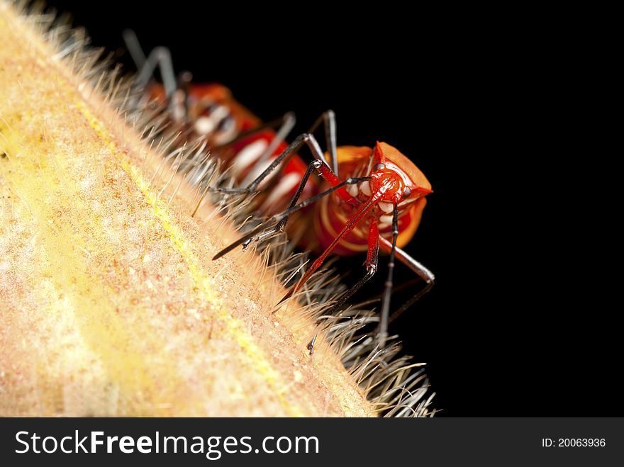 These Red Cotton Bugs were found mating on a Wild Fruit with the male facing the camera. These Red Cotton Bugs were found mating on a Wild Fruit with the male facing the camera