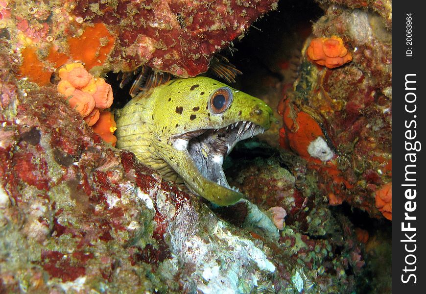 Spot Face Moray Eel - Gymnothorax fimbriatus marine life tropical