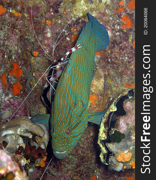 Bluelined Grouper - Cephalapholis formosa marine life tropical