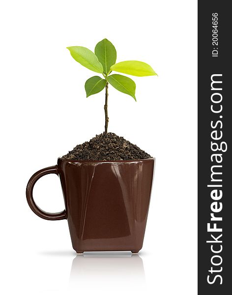 Seedlings in coffee cup brown. Seedlings in coffee cup brown