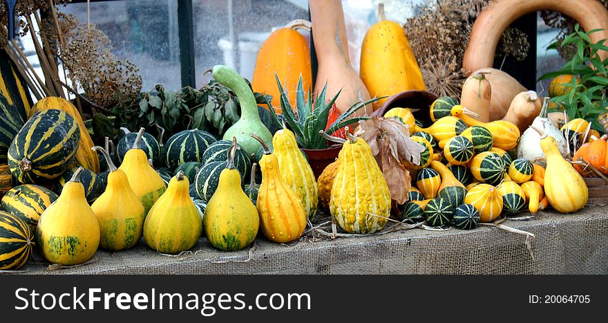 A Colourful Collection of Squashes and Pumpkins.
