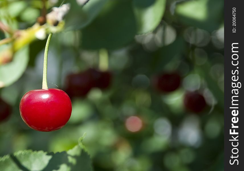 A red ripe cherry growing on a tree in summer. A red ripe cherry growing on a tree in summer