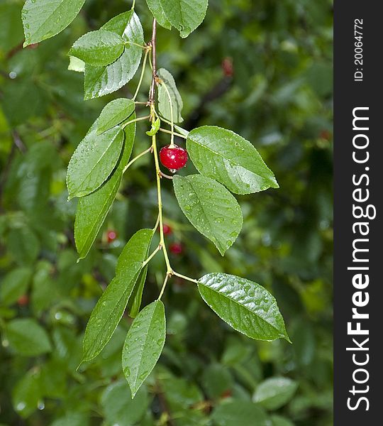 A red ripe cherry growing on a tree in summer after a rain. A red ripe cherry growing on a tree in summer after a rain