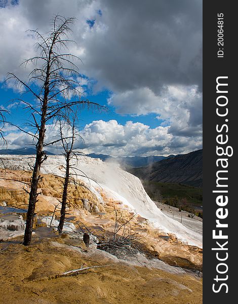 Dead trees at Mammoth Hot Springs, Yellowstone