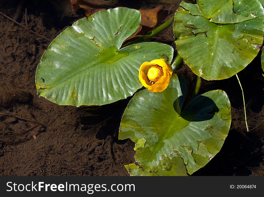 Water lily blossoms in summer on a lake