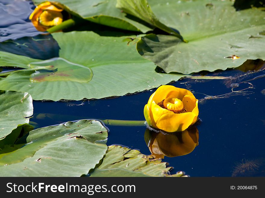 Water lily blossoms in summer on a lake