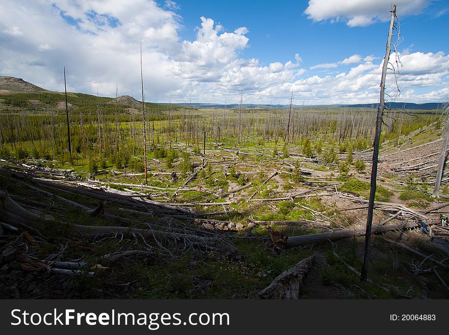 Fairy Falls dead forest in yellowstone, WY