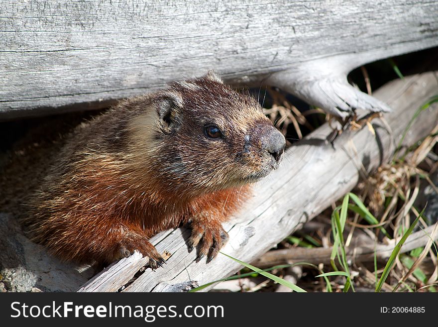 Close Up Of A Marmot