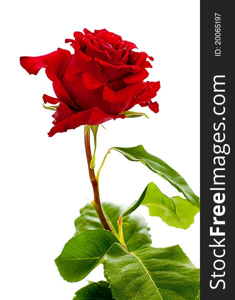 Single red rose with green leaves isolated