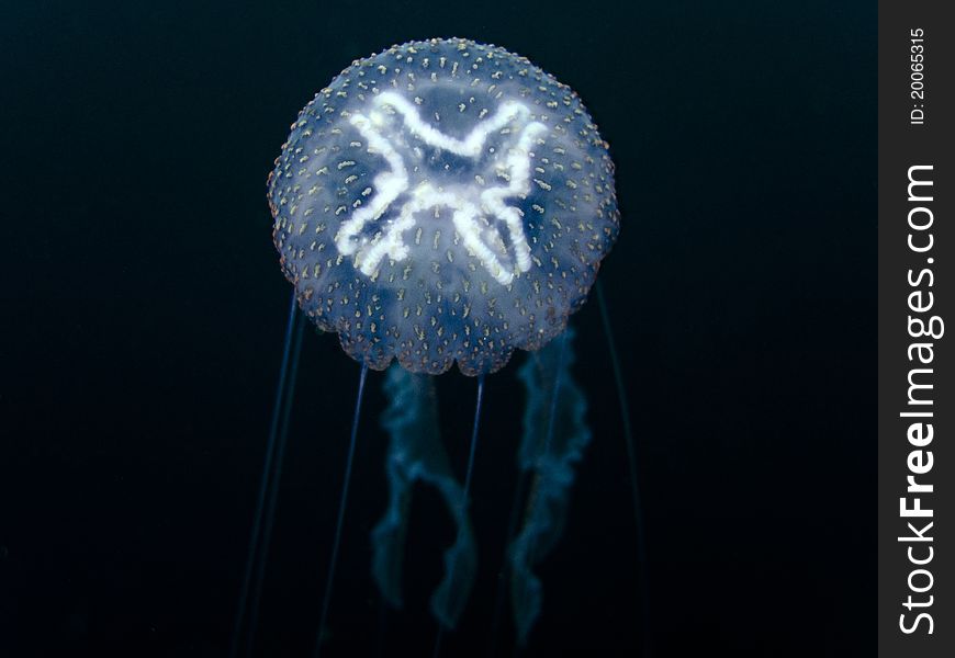 Moon Jellyfish Aurelia aurita Marine life. Moon Jellyfish Aurelia aurita Marine life