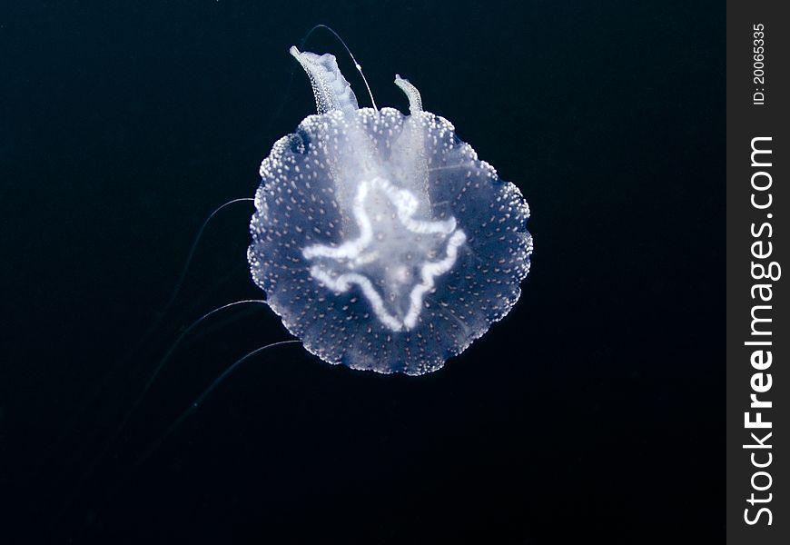 Moon Jellyfish Aurelia aurita Marine life. Moon Jellyfish Aurelia aurita Marine life