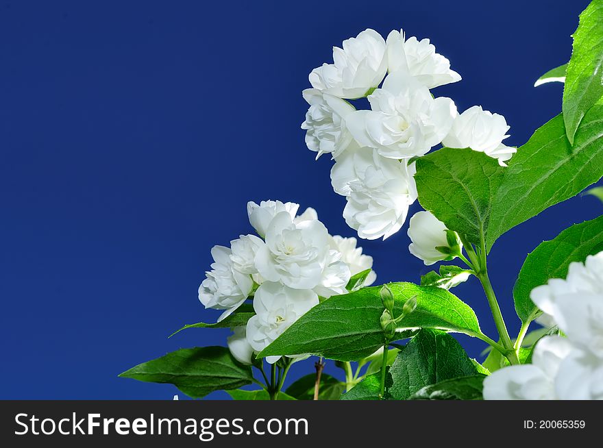 Jasmine Flowers Against Blue Sky Background - Free Stock Images & Photos -  20065359 