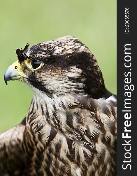 Peregrine falcon in profile and closeup. Peregrine falcon in profile and closeup