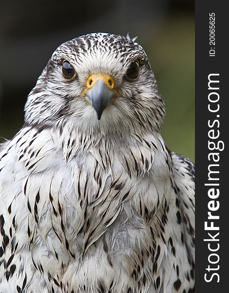 Peregrine Falcon Staring