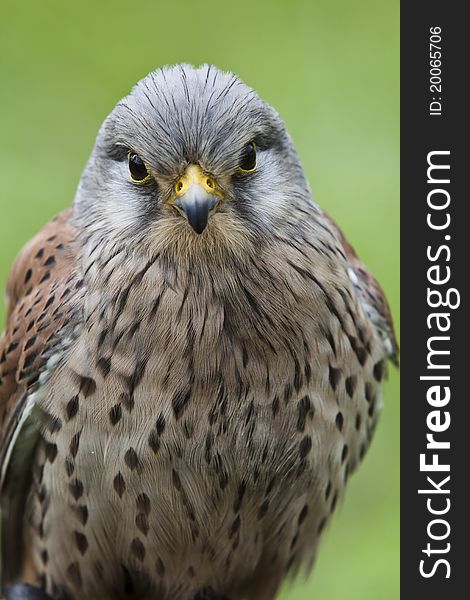 Closeup Of A Kestrel