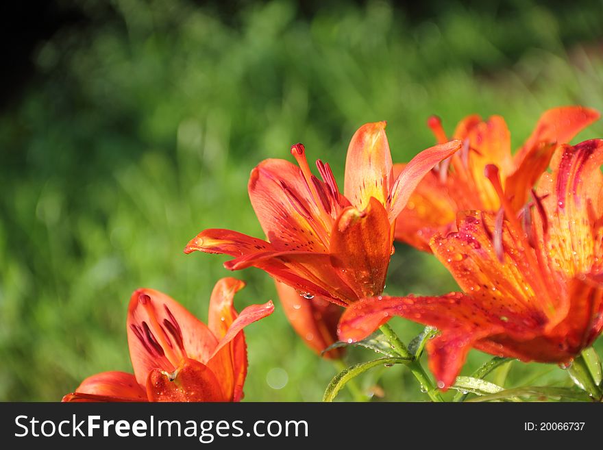 Beautiful martagon lily on a bright sunny day after rain