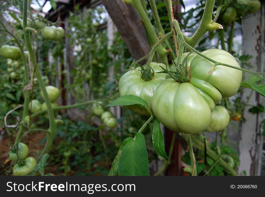 The green tomato in greenhouse