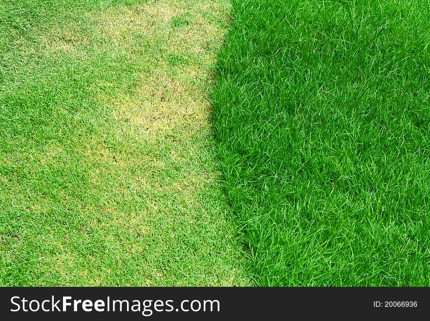 Image of fresh spring green grass. Image of fresh spring green grass