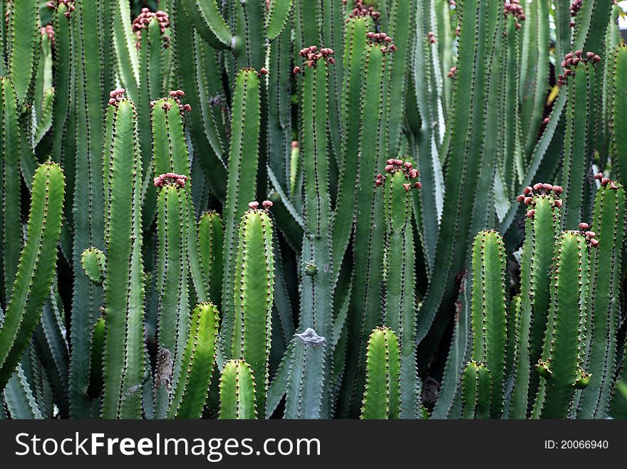 Kaktuses with fruits in El Paso, La Palma island