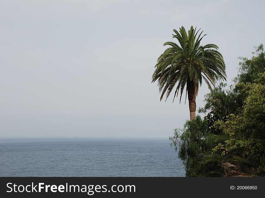 Image of a palm and sea over Santa Cruz de la Palma, La Palma