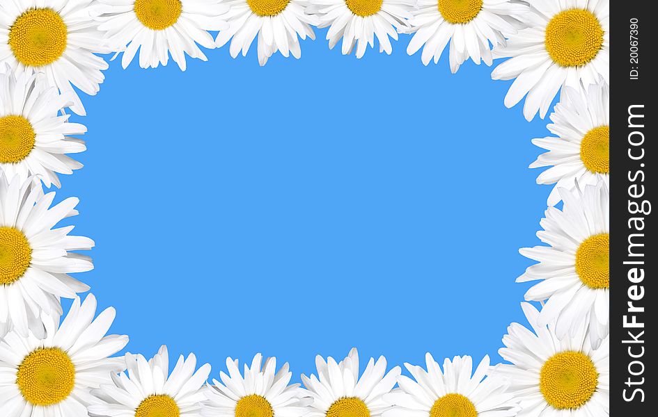 Beautiful floral frame. Chamomiles on blue background
