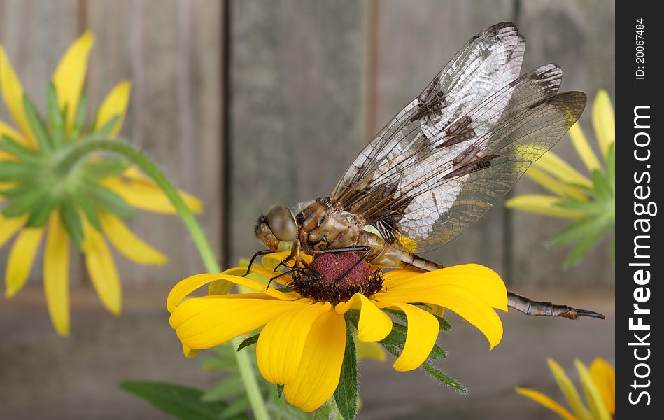 Twelve-spotted skimmer dragonfly, Libellula pulchella, on a black-eyed susan flower. Twelve-spotted skimmer dragonfly, Libellula pulchella, on a black-eyed susan flower