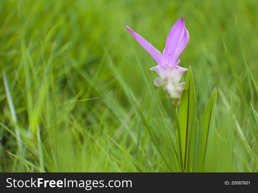 Wildflowers  (Siam Tulip )