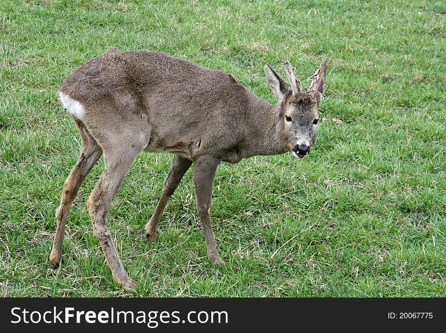 Roe deer on green grass