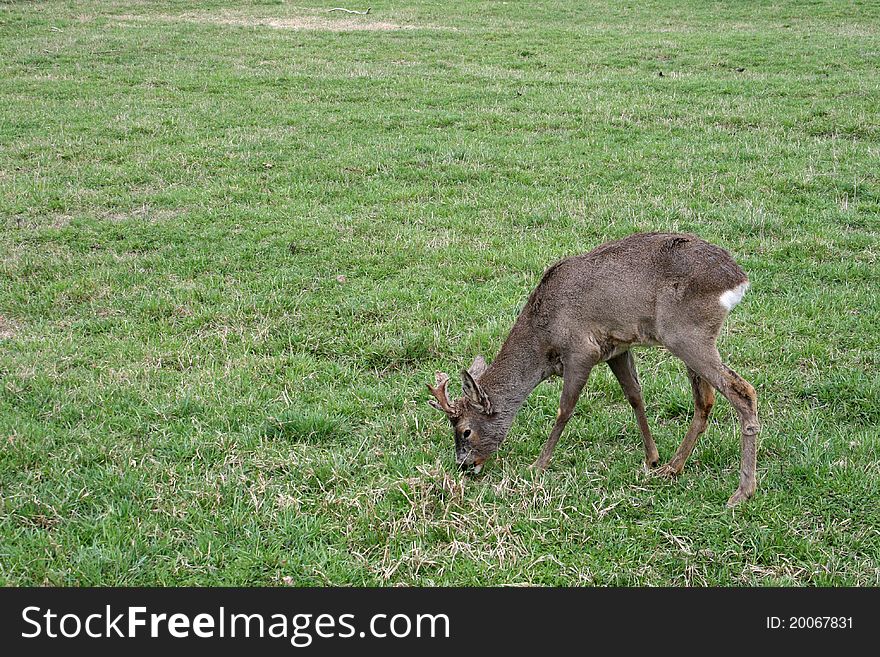 Roe deer on green grass