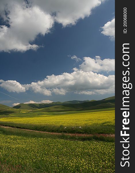 Castelluccio Flowers Landscape