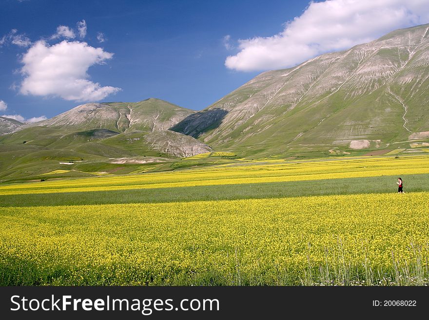 Yellow fields in Castelluccio