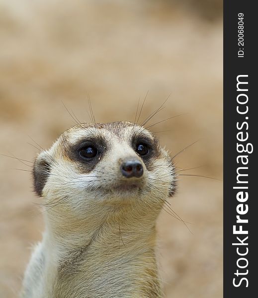 Meerkat wildlife stand with legs back