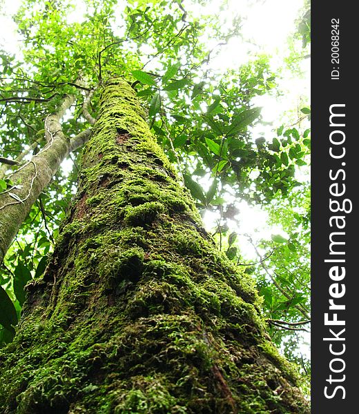 Tree in Mossy Forest of Pine Tree Hill, Malaysia. Tree in Mossy Forest of Pine Tree Hill, Malaysia