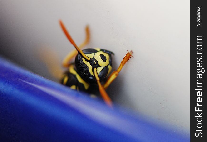 Wasp looks after long winter in the pot. Wasp looks after long winter in the pot