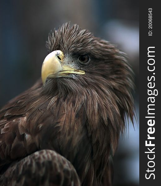 Golden eagle portrait in 3/4