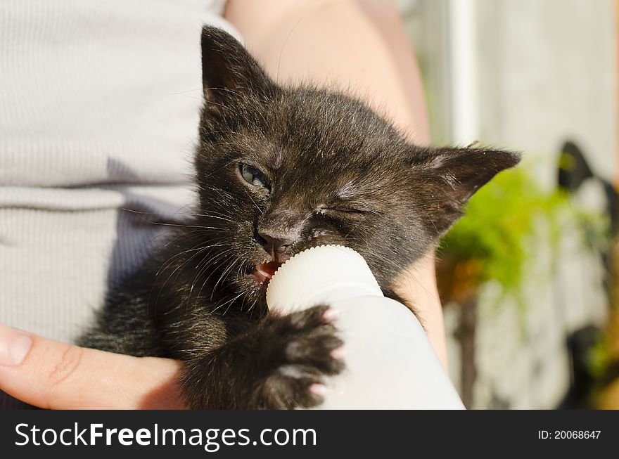 Feeding little kitten with nipple. Feeding little kitten with nipple