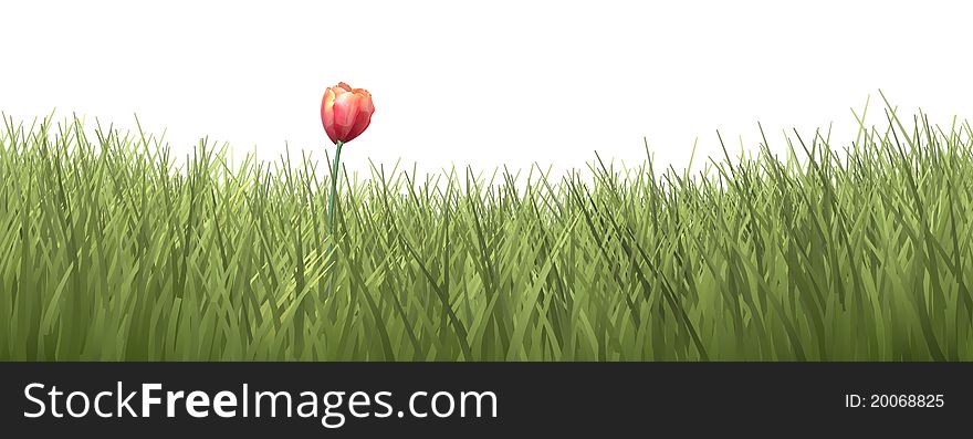Green grass with tulip isolated on white
