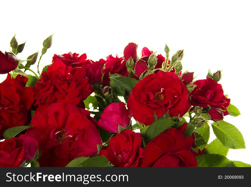 Close-up of beautiful red roses isolated on white background