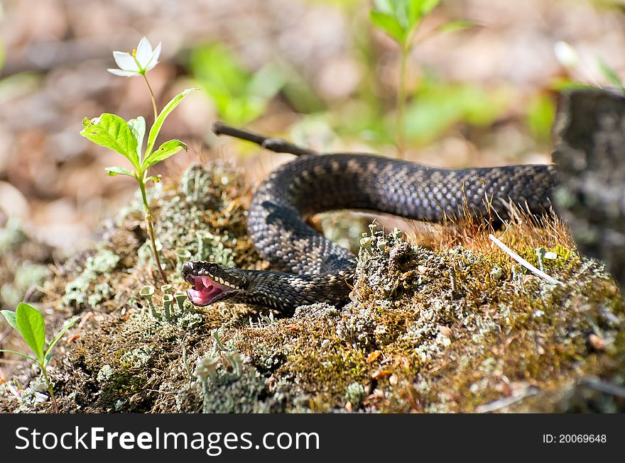 Venomous snake hunt in the swamp in Western Siberia.