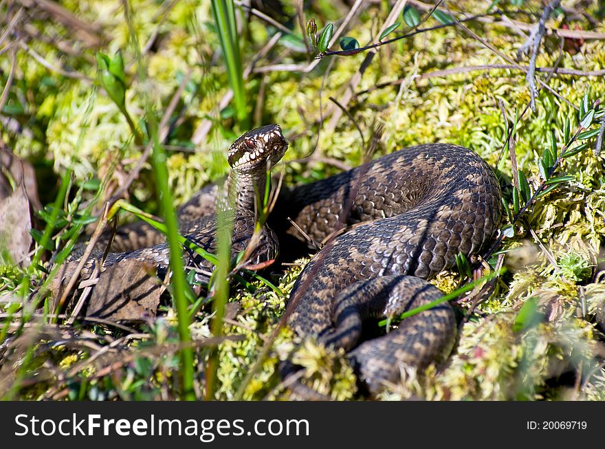 Venomous snake hunt in the swamp in Western Siberia.