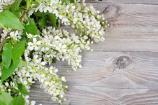 Bird Cherry Branch On Wooden Surface Stock Images Bird Cherry Branch On Wooden Surface Stock Images