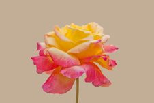 Flowers  Rose Pink Yellow Royalty Free Stock Photos